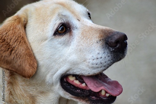 Dog portrait photography Scotland Pets