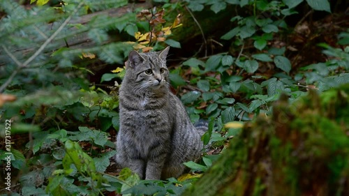 European wildcat / wild cat (Felis silvestris silvestris) sitting in forest