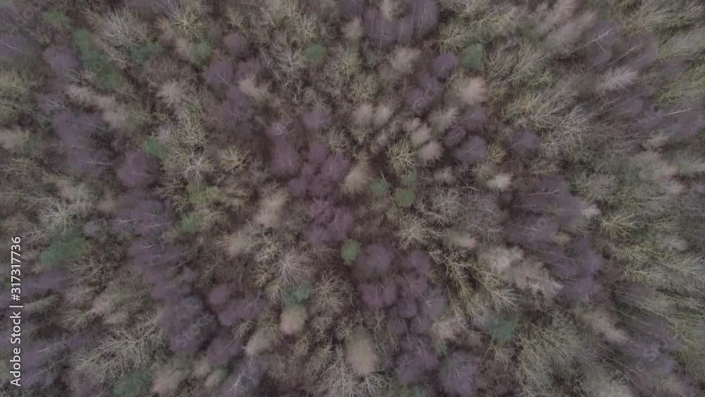 Aerial birds eye view over generic dense, thick, woodland forest trees in seasonal colours.