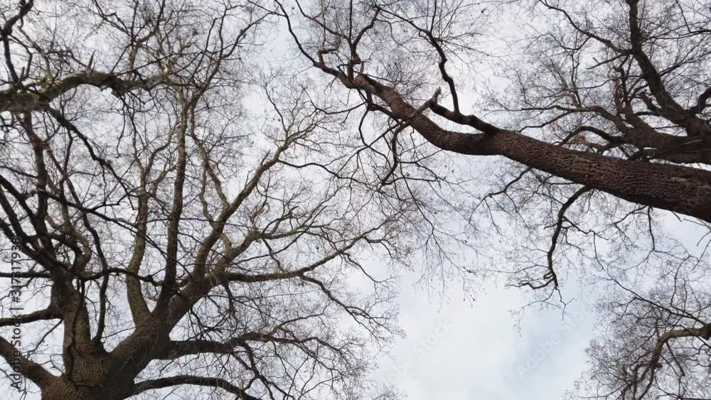 Looking up through slowly moving trees and sky, low angle shot Looking up through slowly moving trees and sky, low angle shot