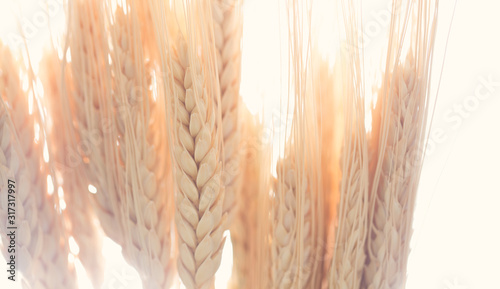 Wheat grains for harvest photo