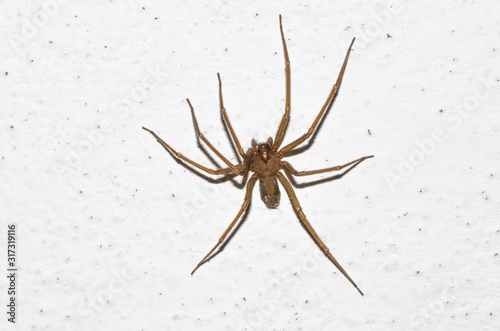 Specimen of violin spider within the home walls