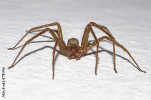 Specimen of violin spider within the home walls