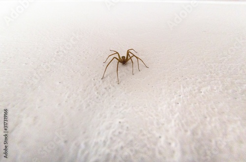 Specimen of violin spider within the home walls