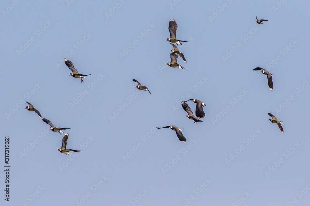 Lapwing (Vanellus vanellus)