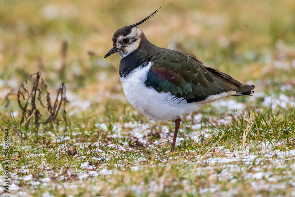 Lapwing (Vanellus vanellus)