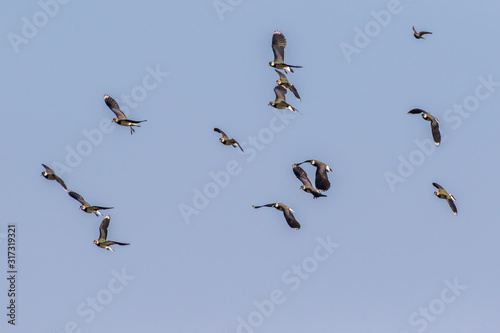 Obraz na płótnie Lapwing (Vanellus vanellus) w salonie