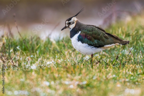 Obraz na płótnie Lapwing (Vanellus vanellus) w salonie
