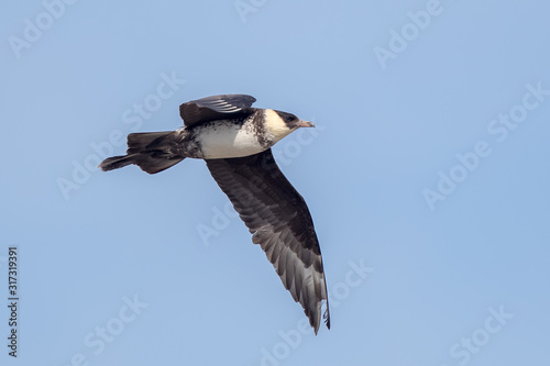 Pomarine Skua Flying photo