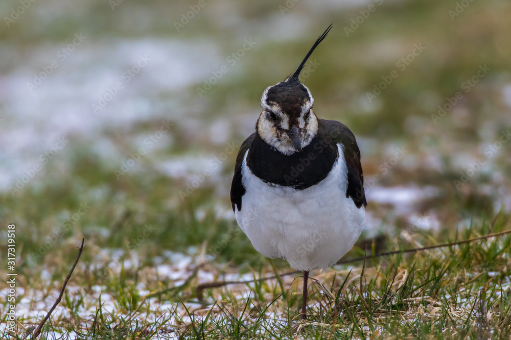 Lapwing (Vanellus vanellus)