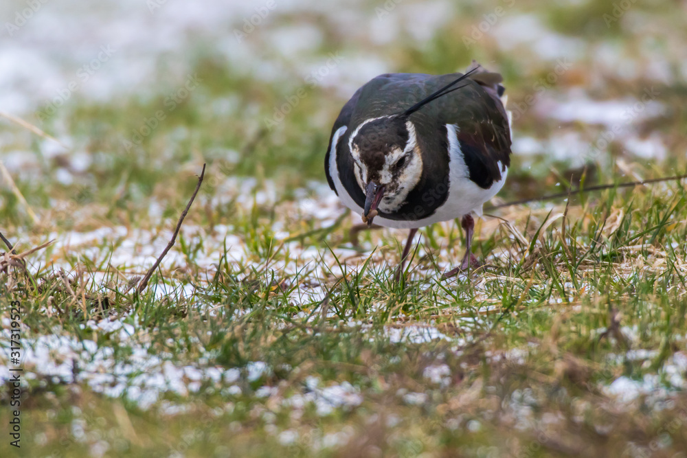 Lapwing (Vanellus vanellus)