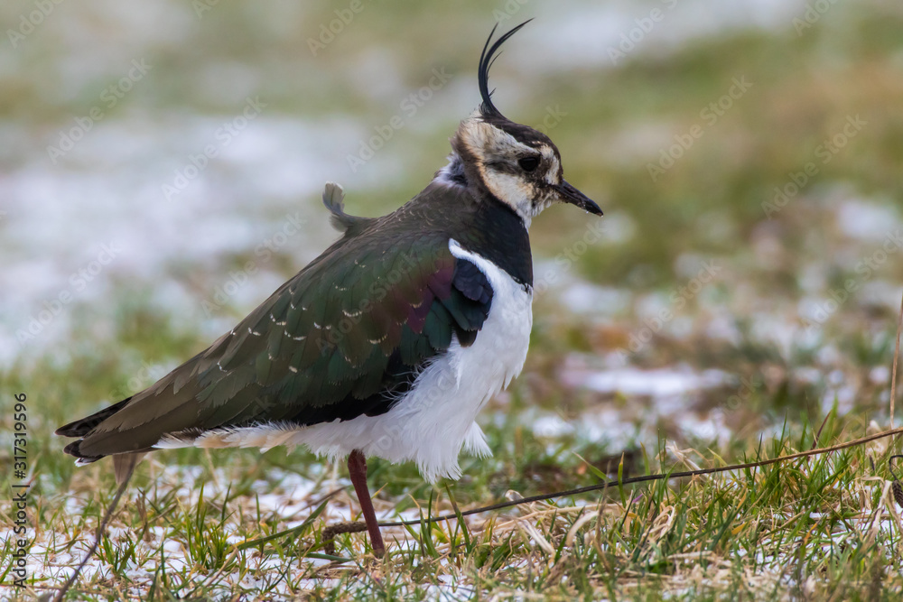 Lapwing (Vanellus vanellus)