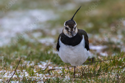 Obraz na płótnie Lapwing (Vanellus vanellus) w salonie