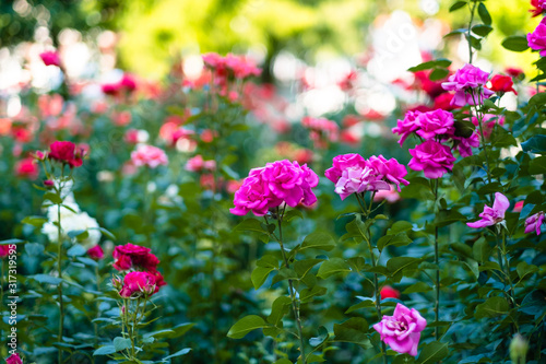 Bright spring background with blooming roses in the garden. © nikkimeel