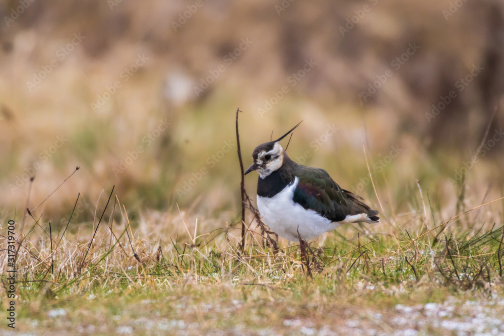 Lapwing (Vanellus vanellus)