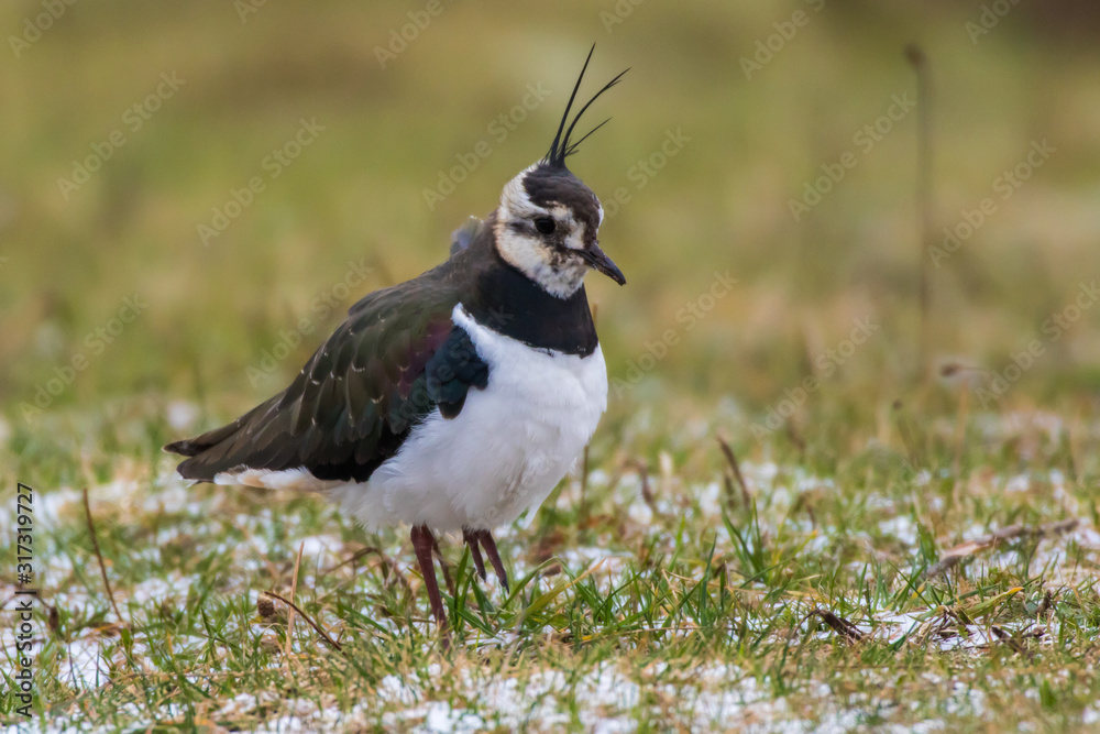 Lapwing (Vanellus vanellus)