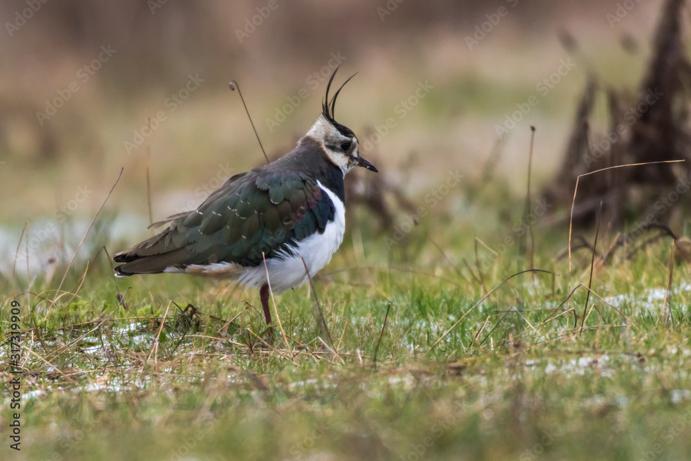 Lapwing (Vanellus vanellus)