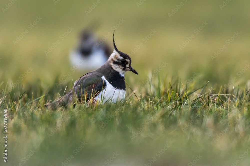 Lapwing (Vanellus vanellus)