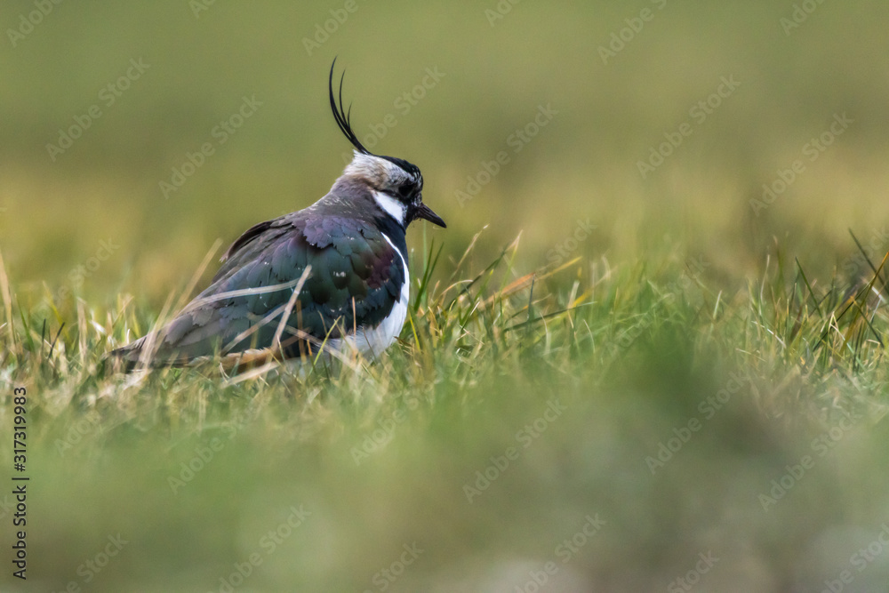 Lapwing (Vanellus vanellus)
