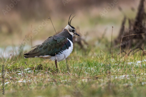 Obraz na płótnie Lapwing (Vanellus vanellus) w salonie