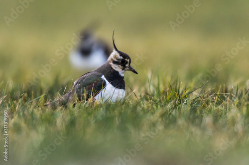 Obraz na płótnie Lapwing (Vanellus vanellus) w salonie