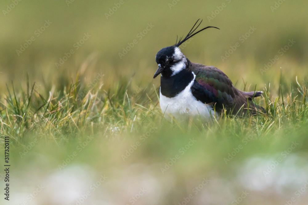 Lapwing (Vanellus vanellus)