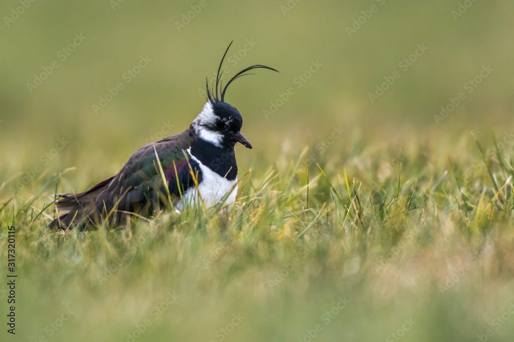 Lapwing (Vanellus vanellus)