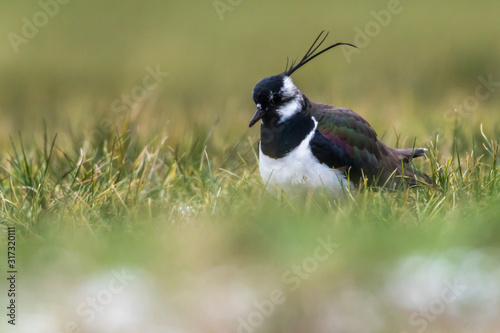 Obraz na płótnie Lapwing (Vanellus vanellus) w salonie