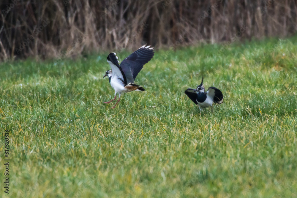 Lapwing (Vanellus vanellus)