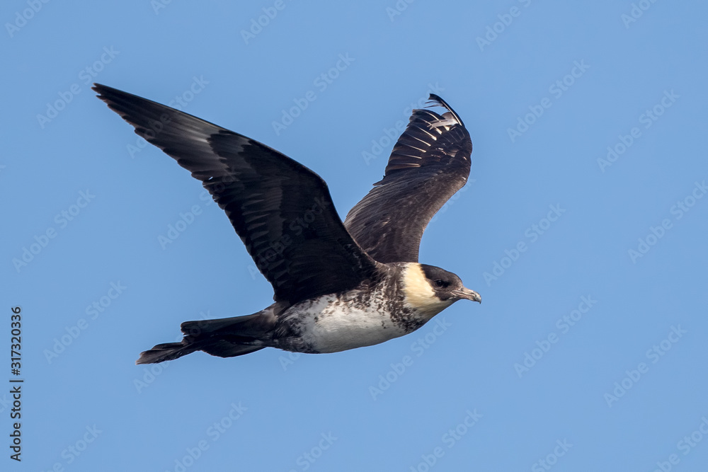 Fotografie Pomarine Skua Flying