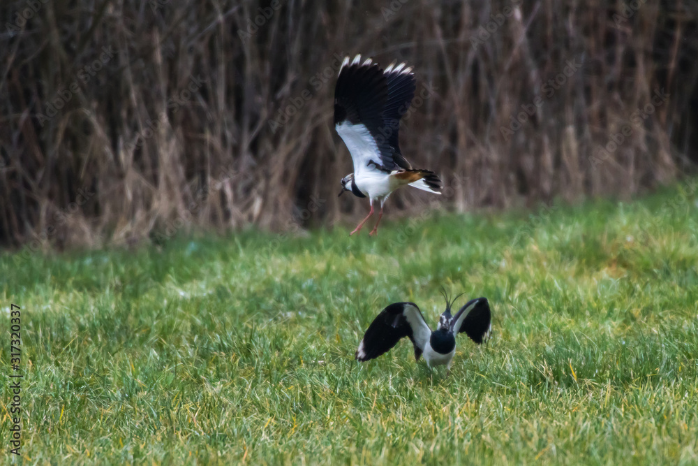 Lapwing (Vanellus vanellus)