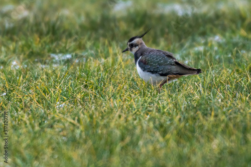 Obraz na płótnie Lapwing (Vanellus vanellus) w salonie