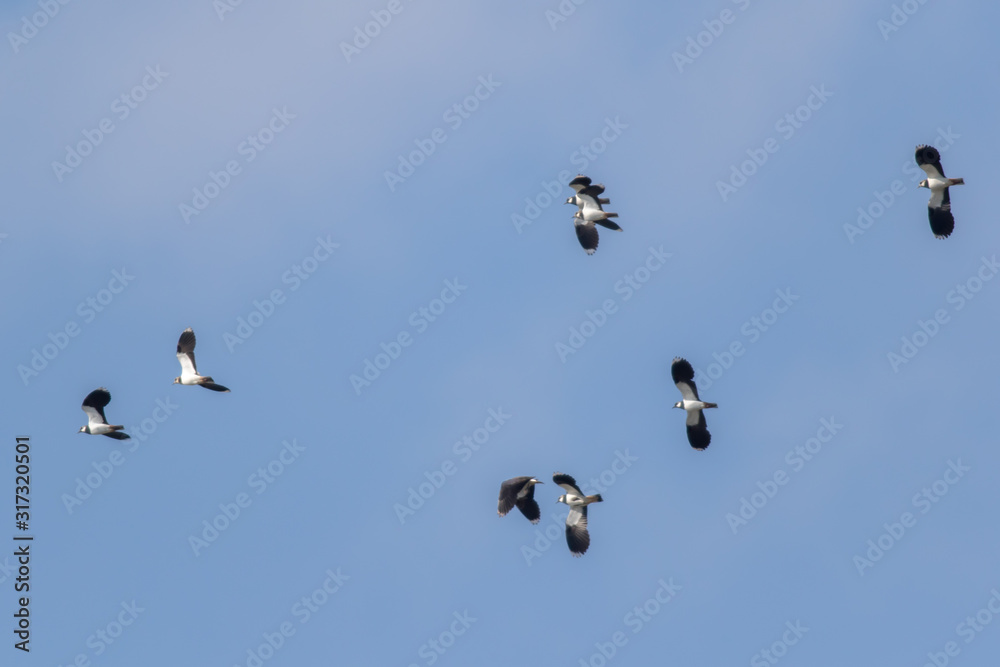 Lapwing (Vanellus vanellus)
