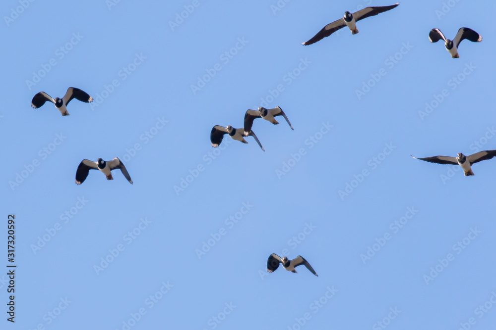 Lapwing (Vanellus vanellus)