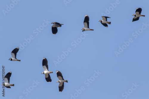 Obraz na płótnie Lapwing (Vanellus vanellus) w salonie