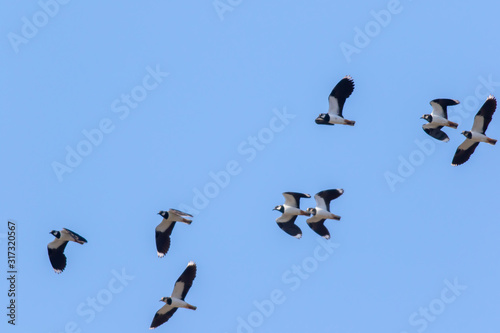 Obraz na płótnie Lapwing (Vanellus vanellus) w salonie