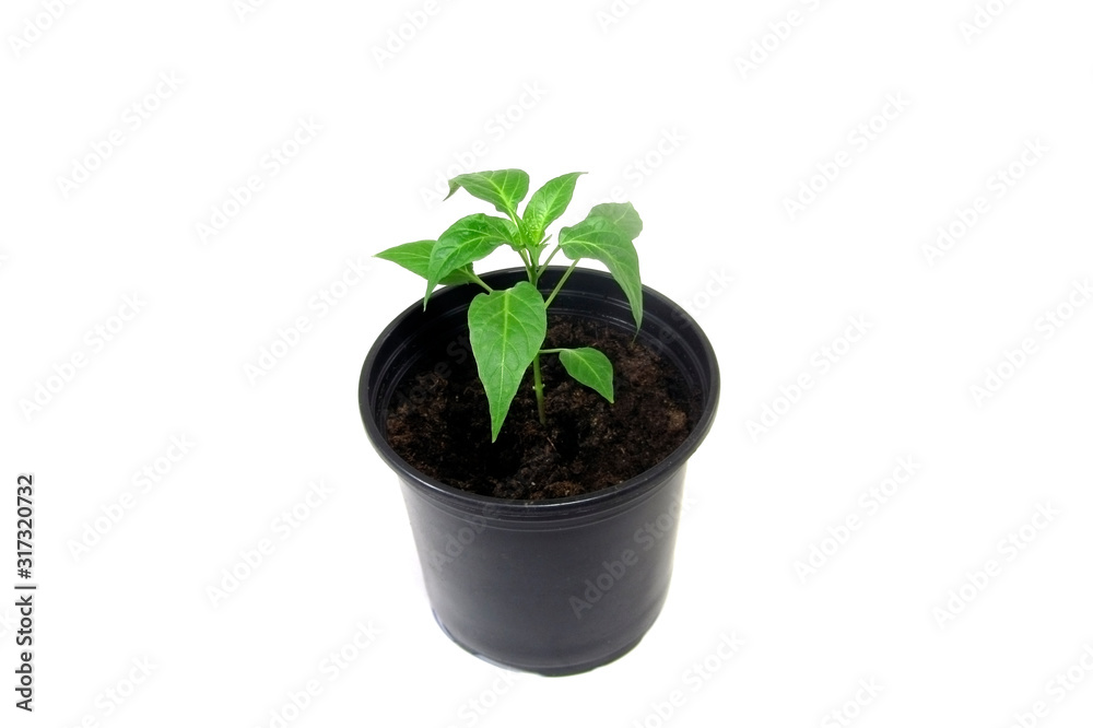 Pepper seedlings in pot isolated on a white background. Plant. Pepper seedlings in pot isolated on a white background. Plant.