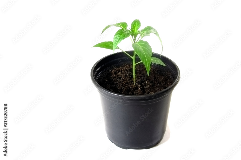 Pepper seedlings in pot isolated on a white background. Plant. Pepper seedlings in pot isolated on a white background. Plant.