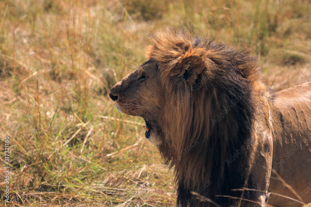 Fototapeta premium lion in the grass in masai mara kenya