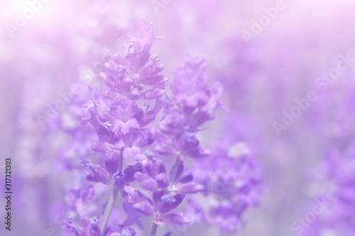 Lavender flower on the field.
