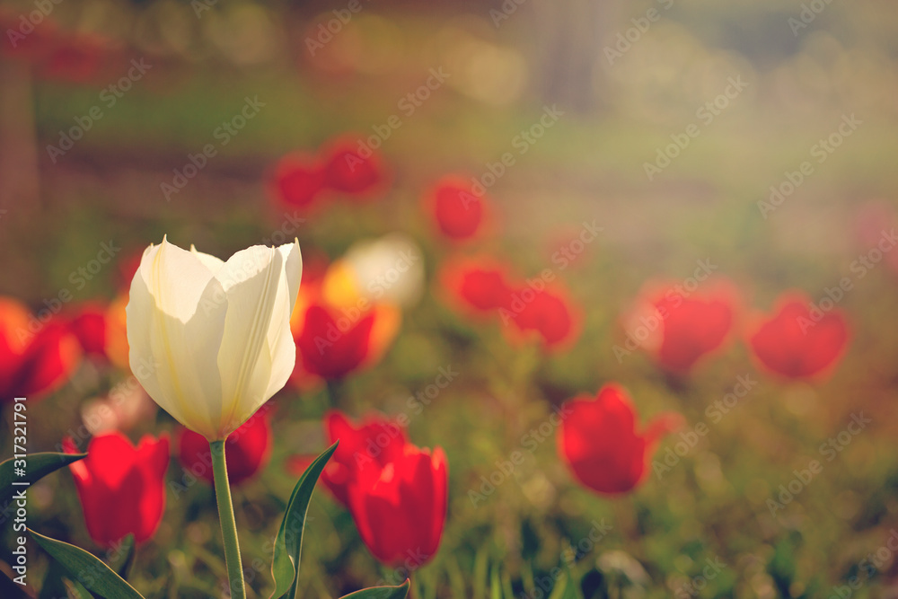 Obraz premium Group of colorful tulip. Purple flower tulip lit by sunlight. Soft selective focus, tulip close up, toning. Bright colorful tulip photo background.