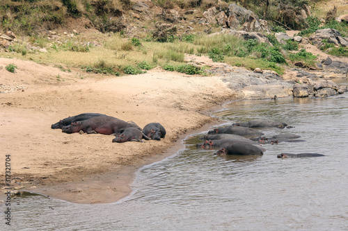 Familia de Hipopotamos (Kenia)