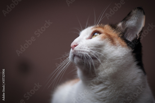Portrait of a beautiful domestic tricolor cat lies in her bed near the window. Yellow eyes. Looking forward. Profile portrait
