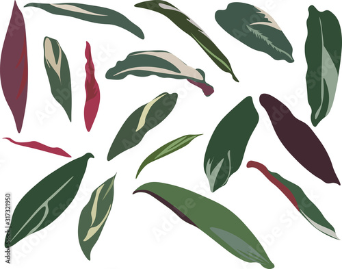 Calathea triostar tropical leaves, isolated flat illustration on white background