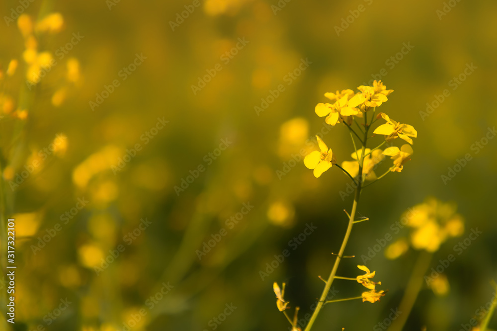 Yellow rape blossom in a field in Rheinhessen, Germany Yellow rape blossom in a field in Rheinhessen, Germany