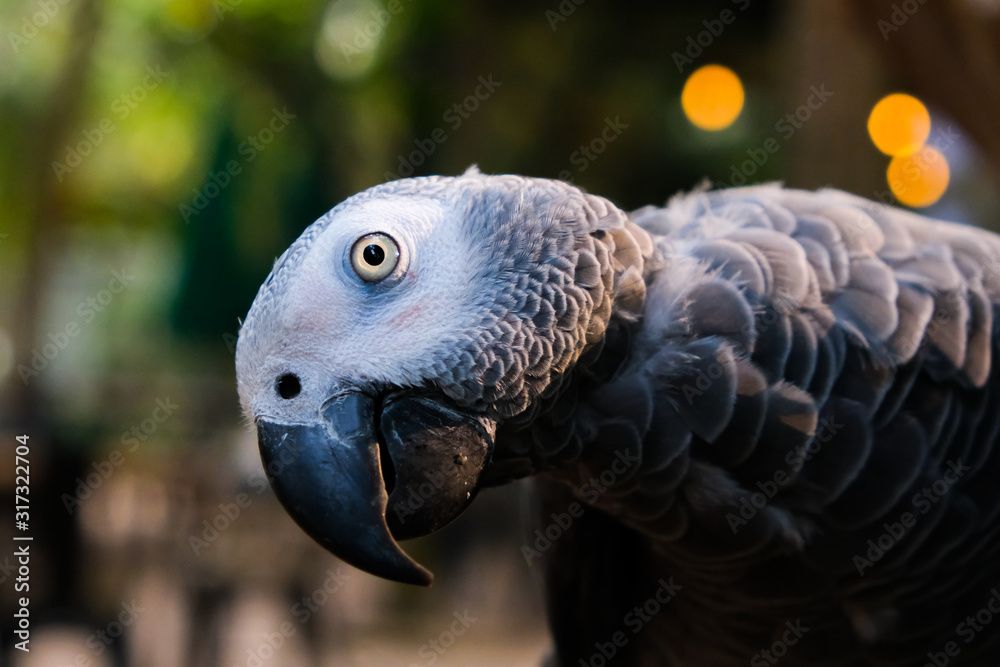 Obraz premium African Congo gray parrot resting on a natural branch with a natural background.