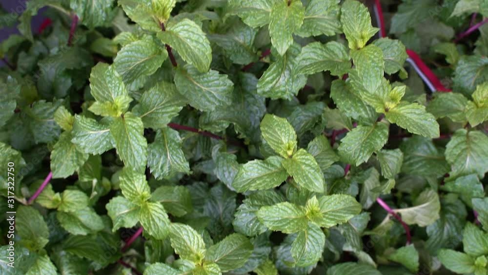 fresh mint on the market. green plant in the garden fresh mint on the market. green plant in the garden
