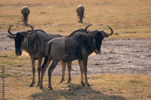 wildebeest in the savannah