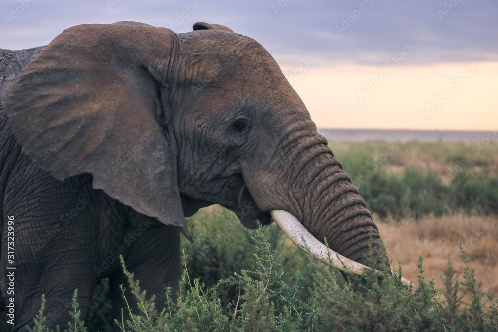 Fototapeta premium Elephant looking at you