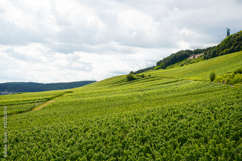 Beautiful wineries in the summer season of western Germany, visible road between rows of grapes.